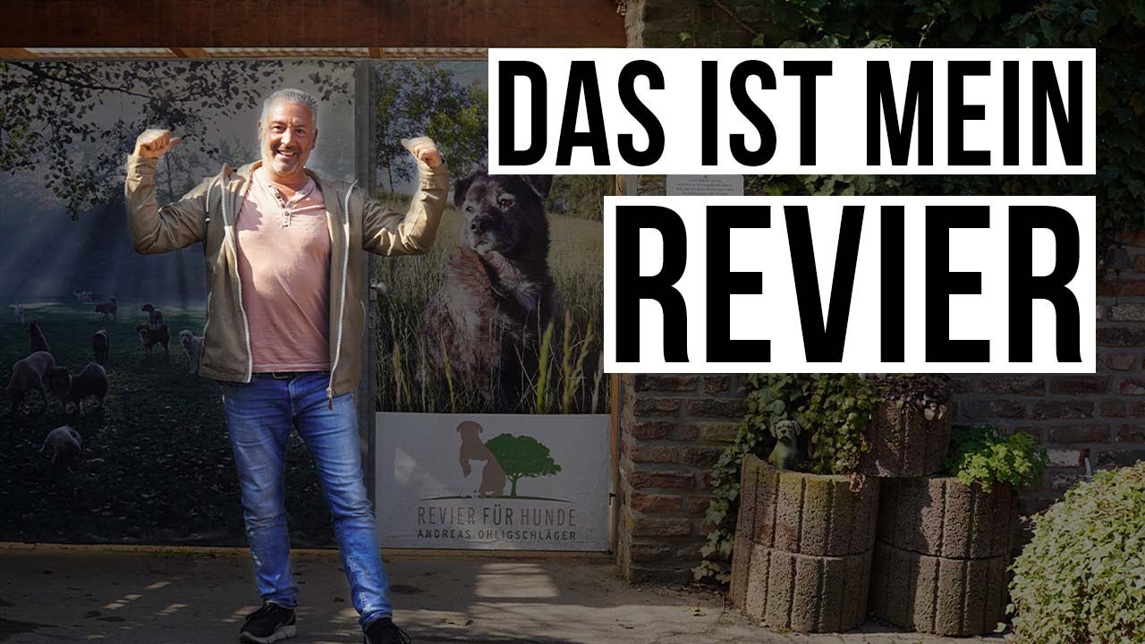 Bis zu 40 Hunde JEDEN TAG! 😍 Das ist mein Revier für Hunde in Eschweiler 🐶