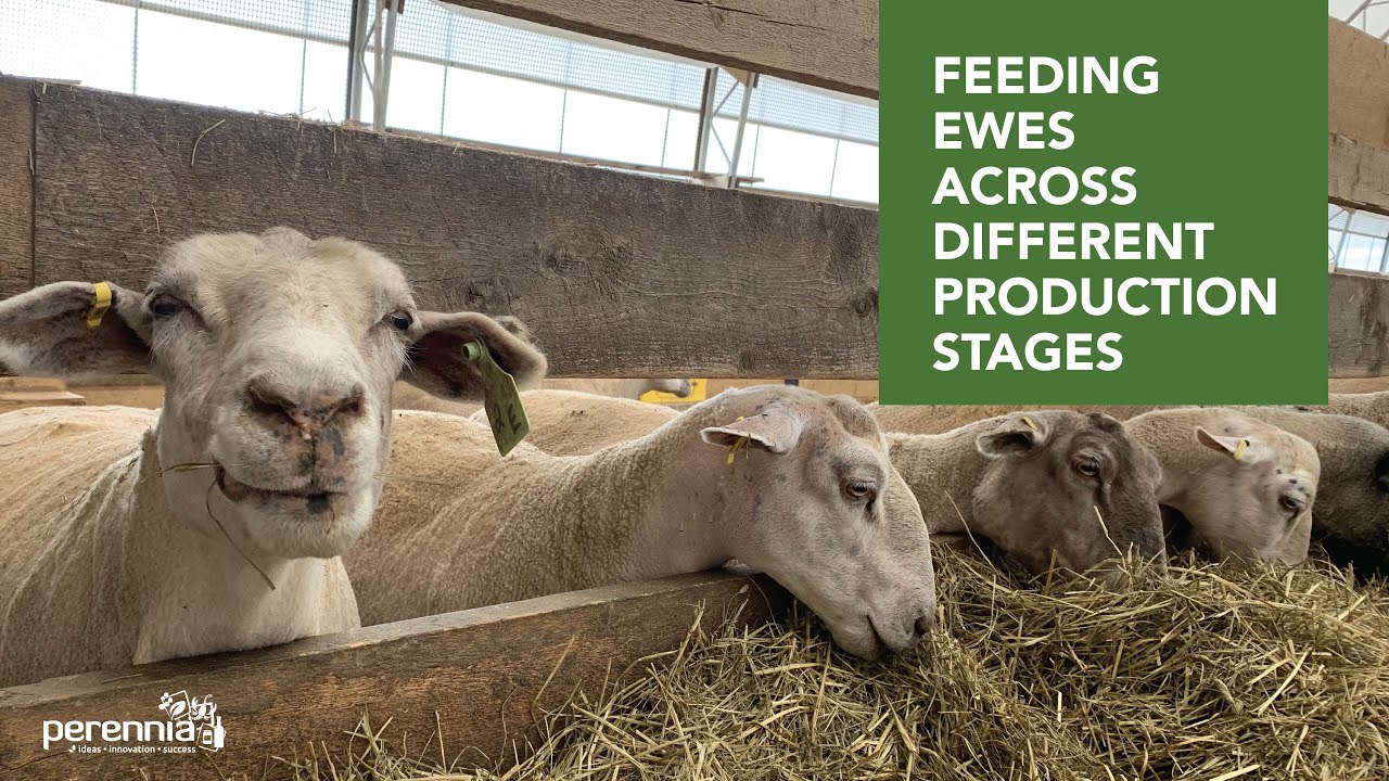 Feeding Ewes Across Different Production Stages