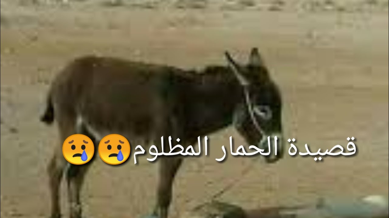 الشاعر أحمد هيجه قصيدة الحمار المظلوم #شباب_تهامه