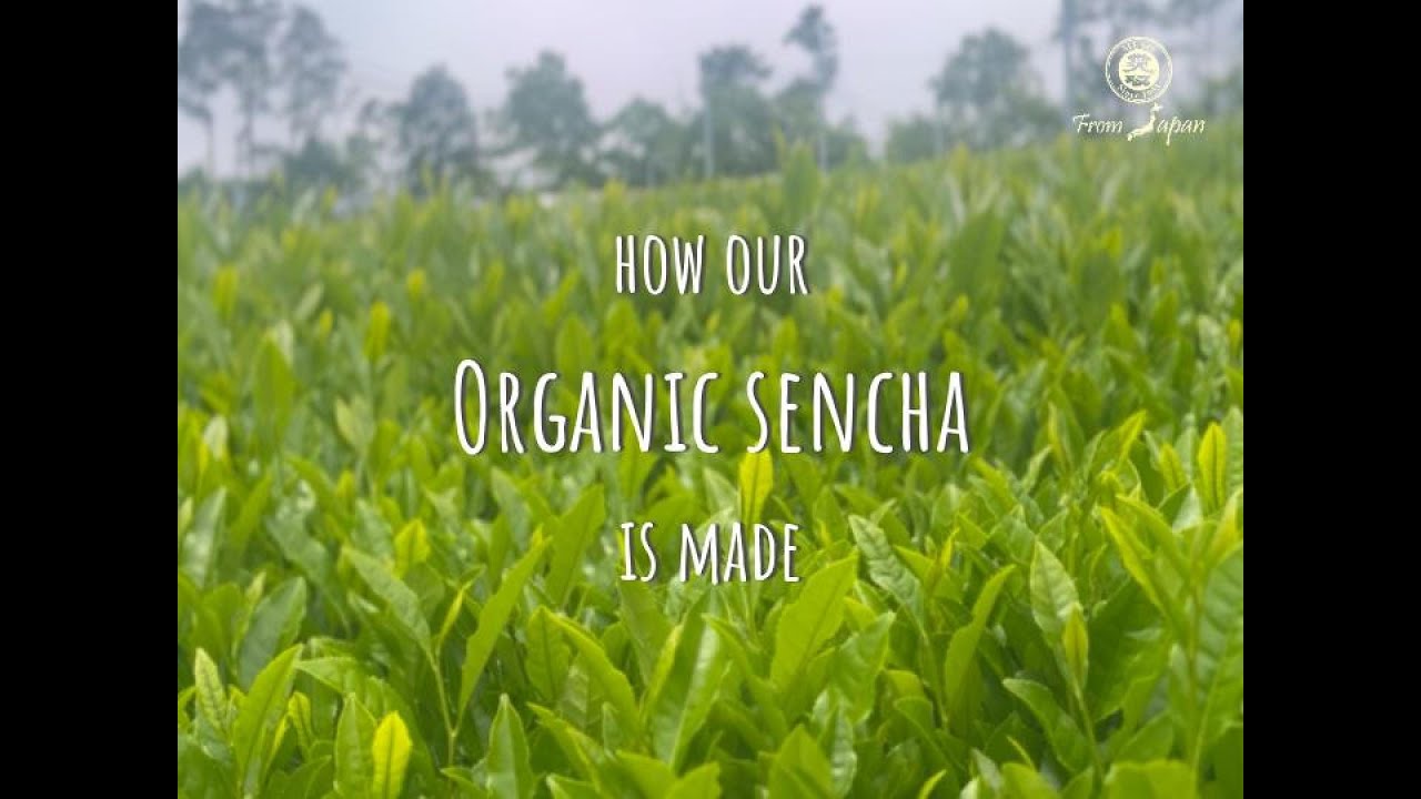 How our organic Sencha is made