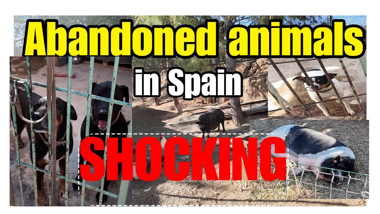 Saving Spain's Abandoned Animals: Happy Endings for Costa Blanca Strays ‼️