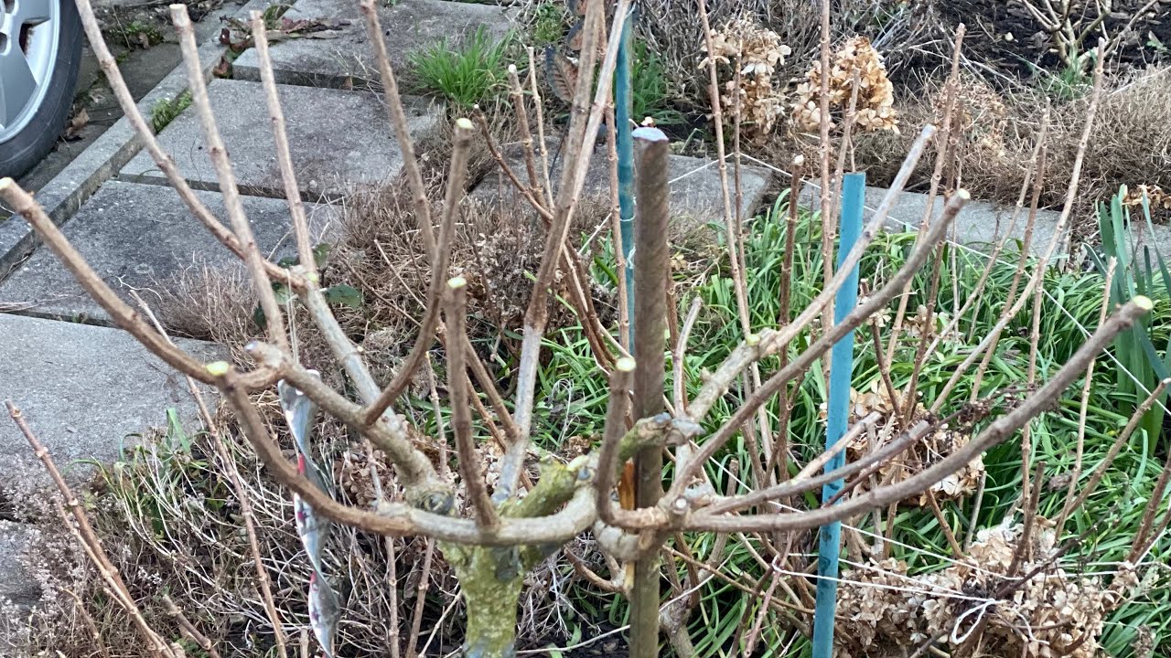 Hortensien-Baum richtig schneiden! Rückschnitt Stammhortensien im Frühjahr.