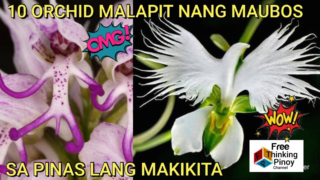 RARE AND BEAUTIFUL ORCHIDS IN THE PHILIPPINES | ILLEGAL PLANT TRADE AND WILD ENDANGERED FLOWERS