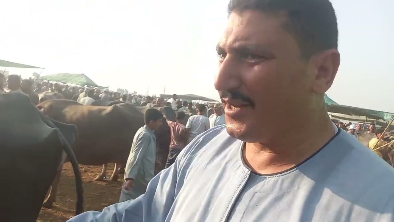 حوت الجاموس وائل السماحى كفرالشيخ اجمد عرض جاموس والد 