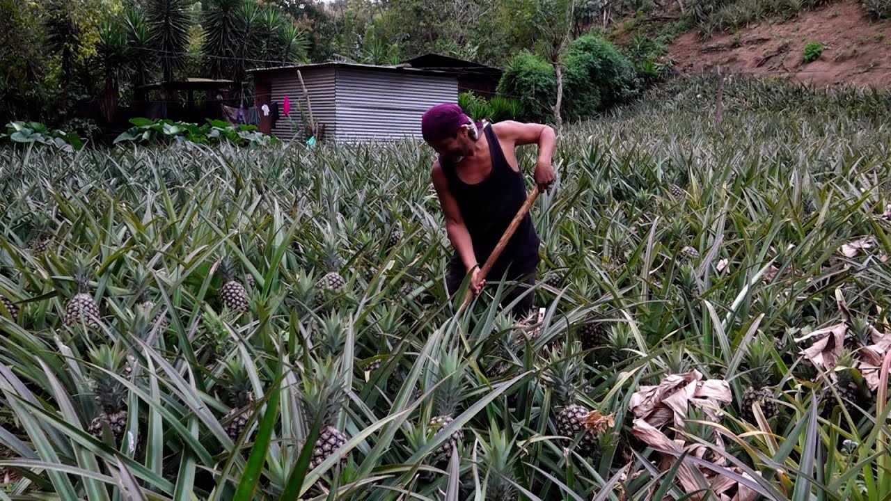 Ticuantepe proyecta una alta producción de piña