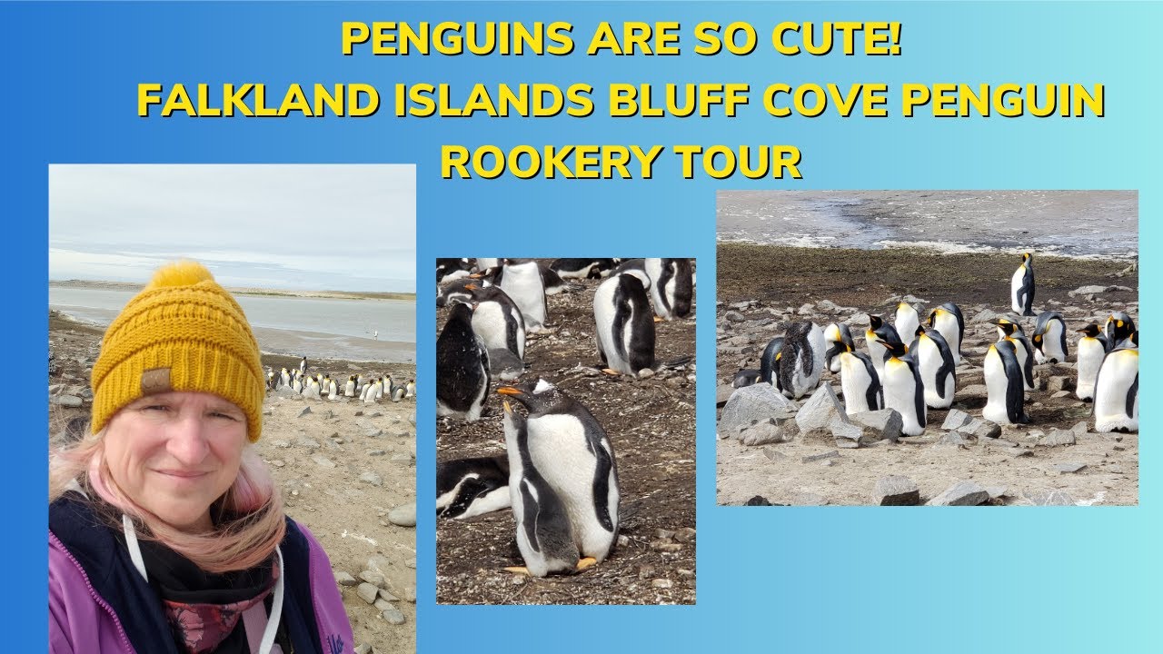 Penguins are so cute! Falkland Islands Bluff Cove Penguin Rookery Tour
