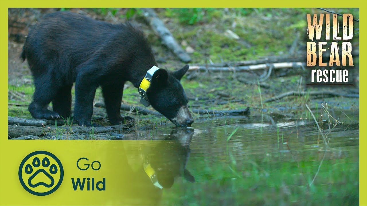 Long Shots | Wild Bear Rescue S3E08 | Go Wild