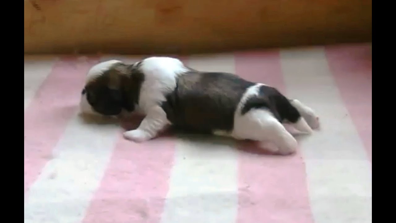 Cute Puppies Learning to Walk