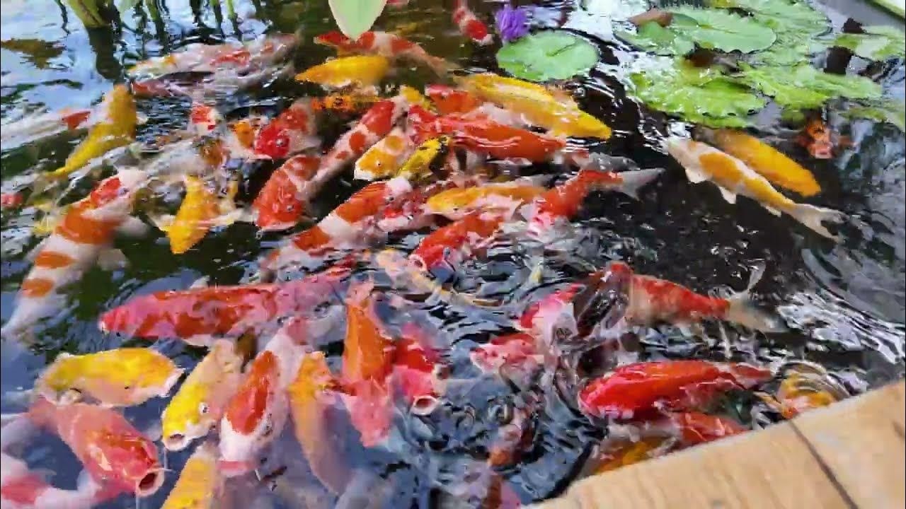 5 Minute Stress Relief: 4K Koi Pond with Calming Water Sounds