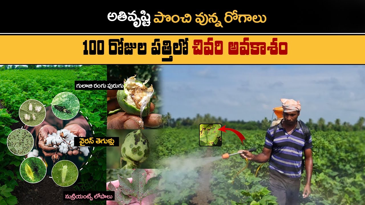 పత్తిలో చివరి స్ప్రే తో పురుగు తెగుళ్లు నియంత్రణ | Insect pest control in cotton with final spray