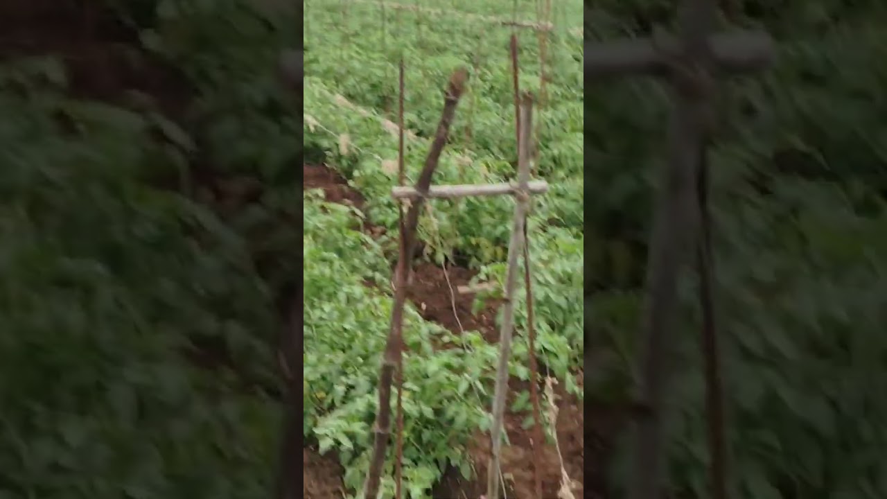 Indian farmer lifestyle Indian farmer lifestyle farmer life in another world
