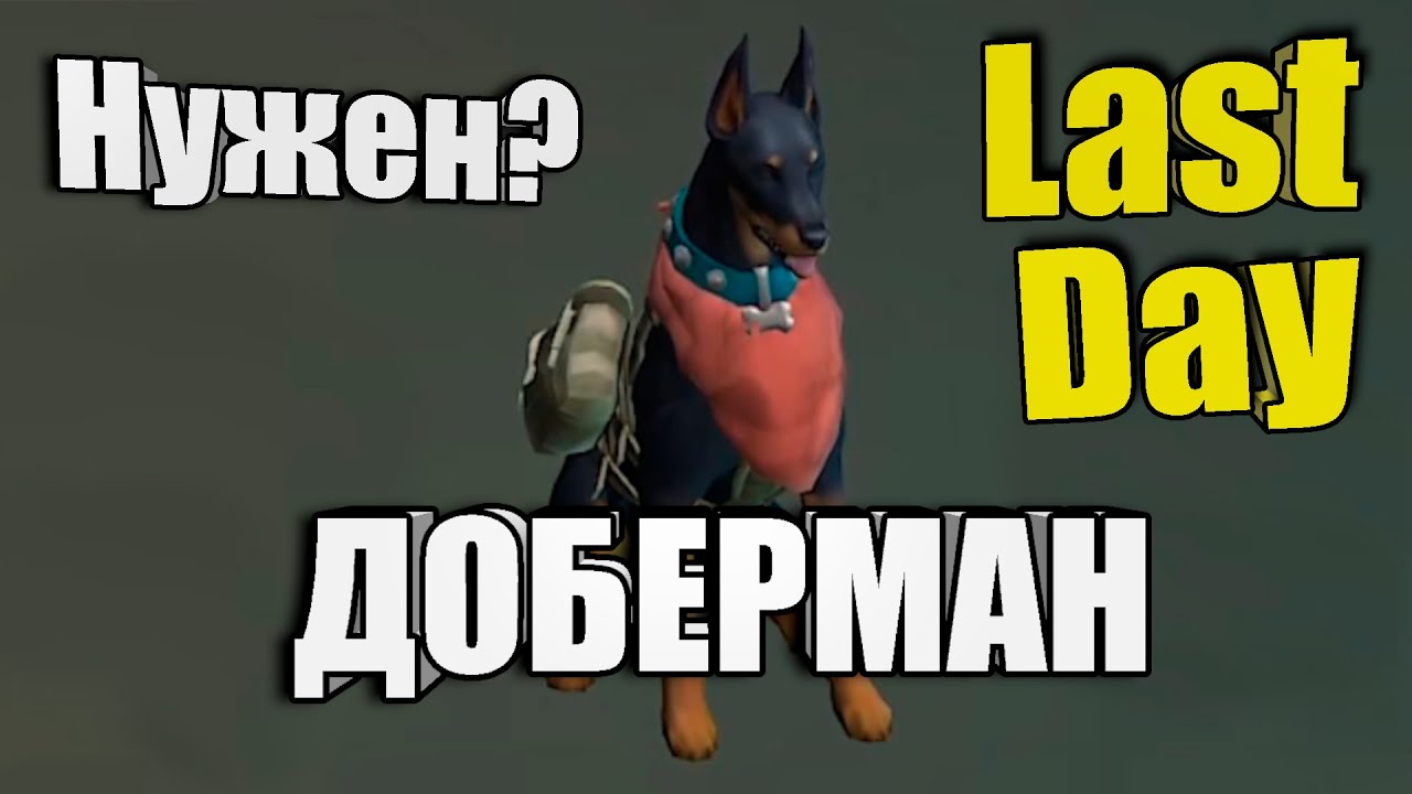 Доберман, какой от него прок? / Last Day
