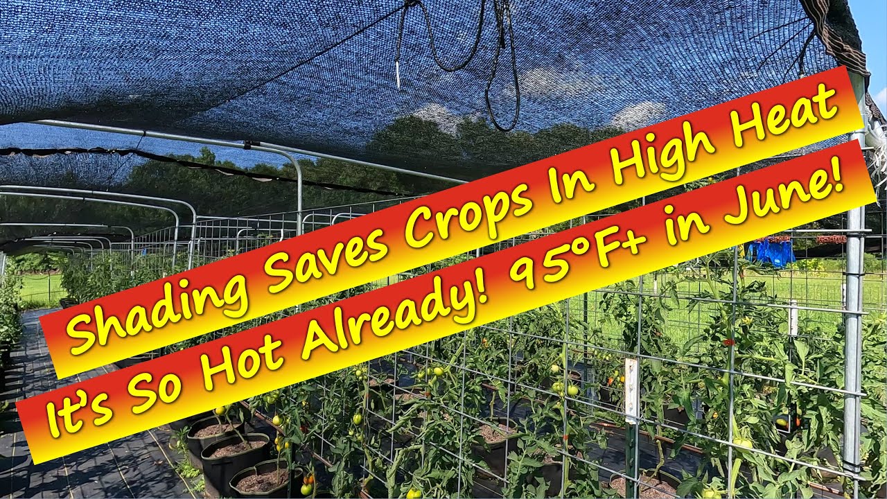 Gardening in Oppressive Heat Using Shade Cloth
