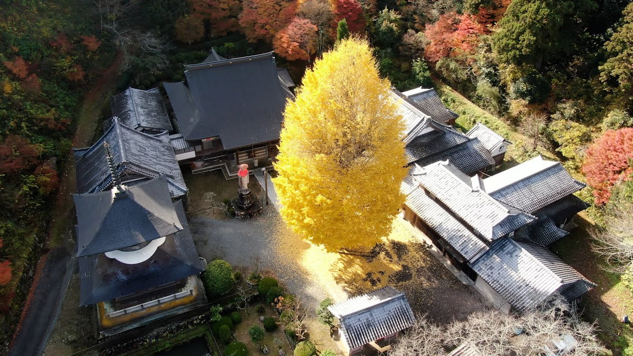 古寺にそびえ立つ大イチョウ