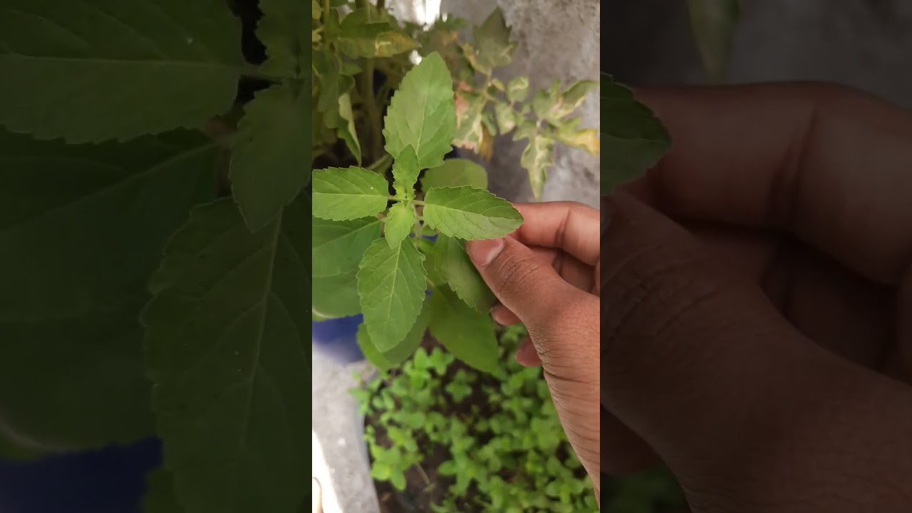 Naturel farming  video 👍🏻👍🏻👍👍
