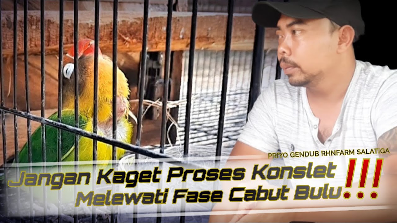 Proses Lovebird Konslet Yang Melewati Fase Cabut Bulu.PRIYO GENDUB | RHNFARM