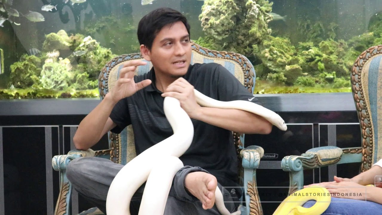 Ular Retic Jumbo by om Lucky Hakim