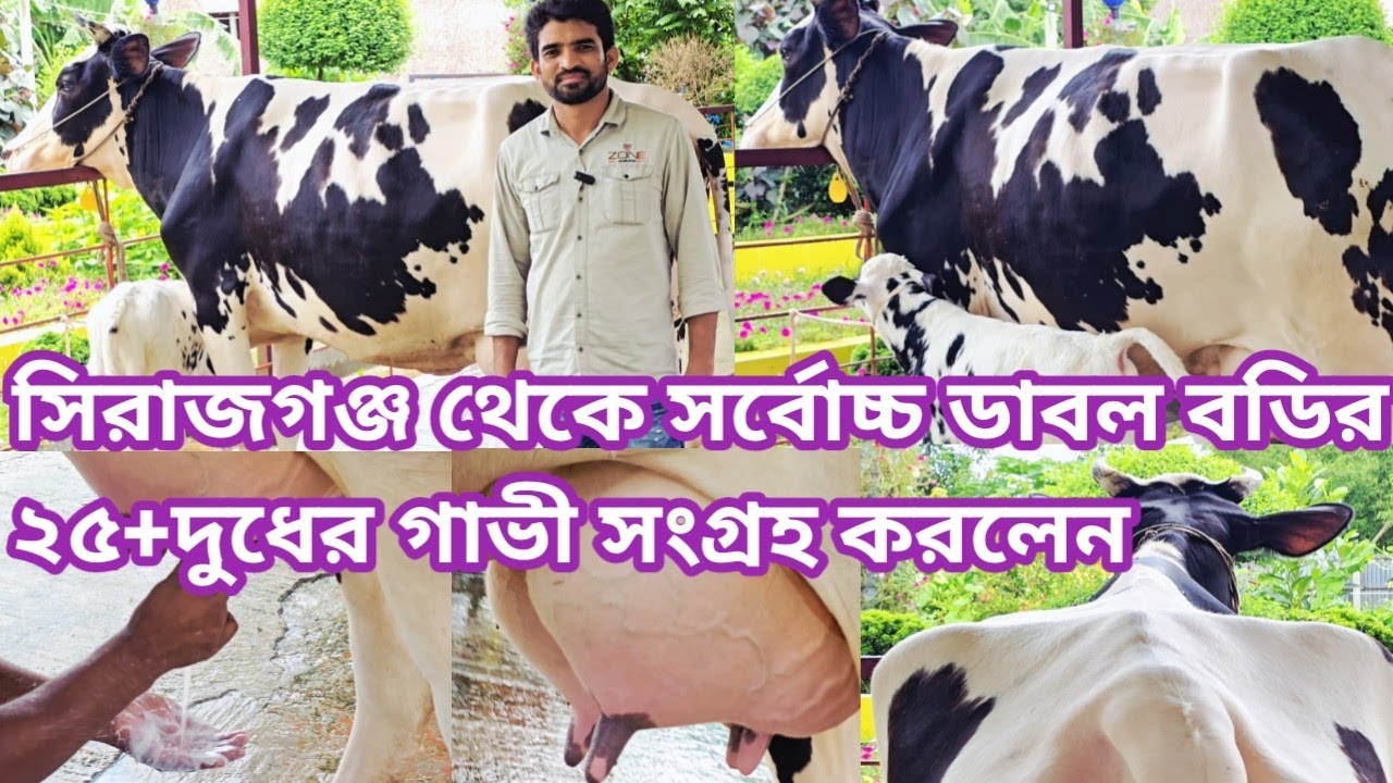 ২৫+দুধের, সিরাজগঞ্জ থেকে গাভী+বাচ্চা সহ সংগ্রহ করলেন। বিস্তারিত জানতে ভিডিও টি দেখুন?