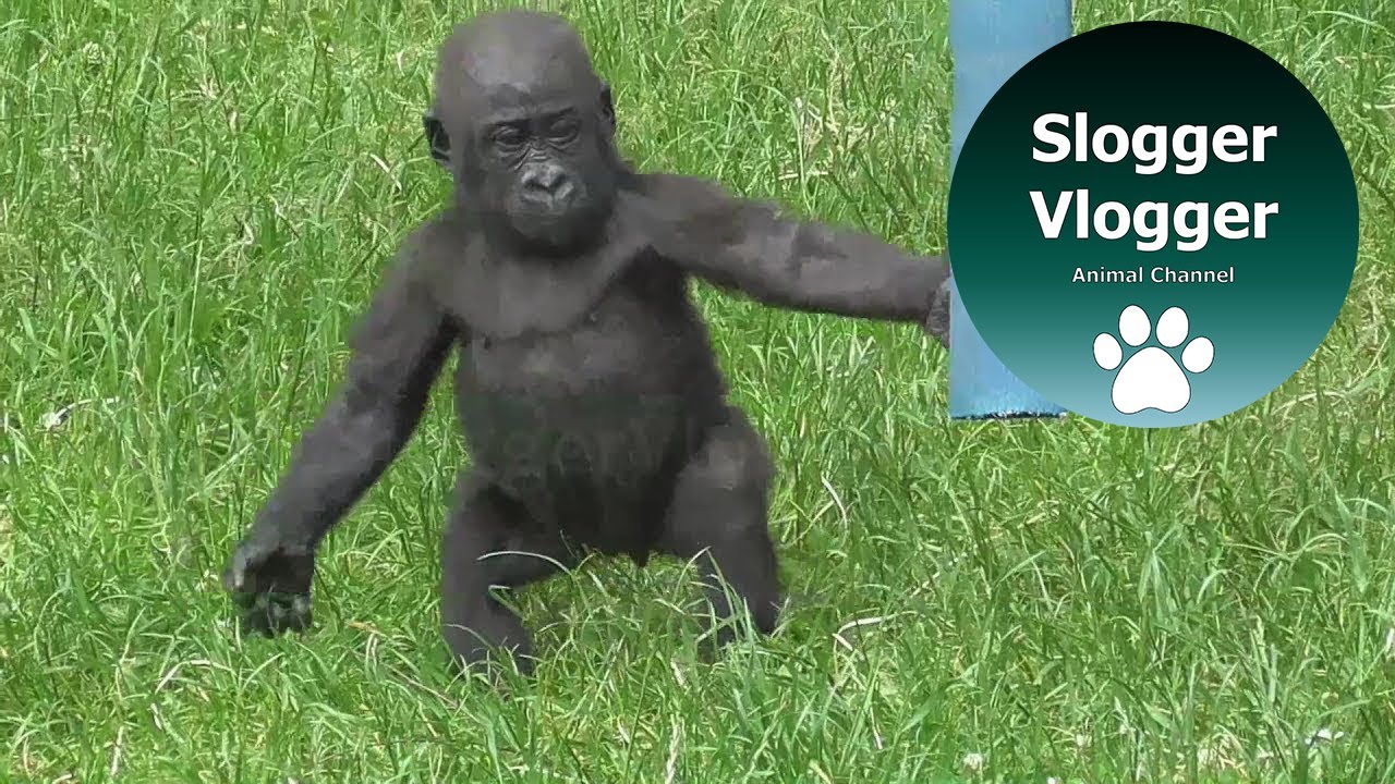 Cute Stumbling Baby Gorilla Is Having A Play