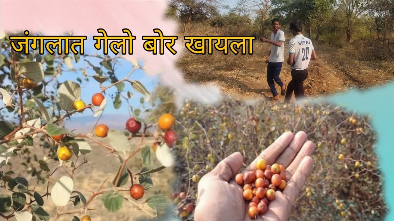 आज गेलो बोर खायला खूप मज्जा केली 