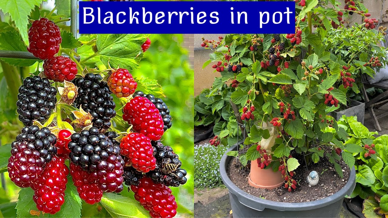 BLACKBERRIES IN CONTAINERS 4 YEAR