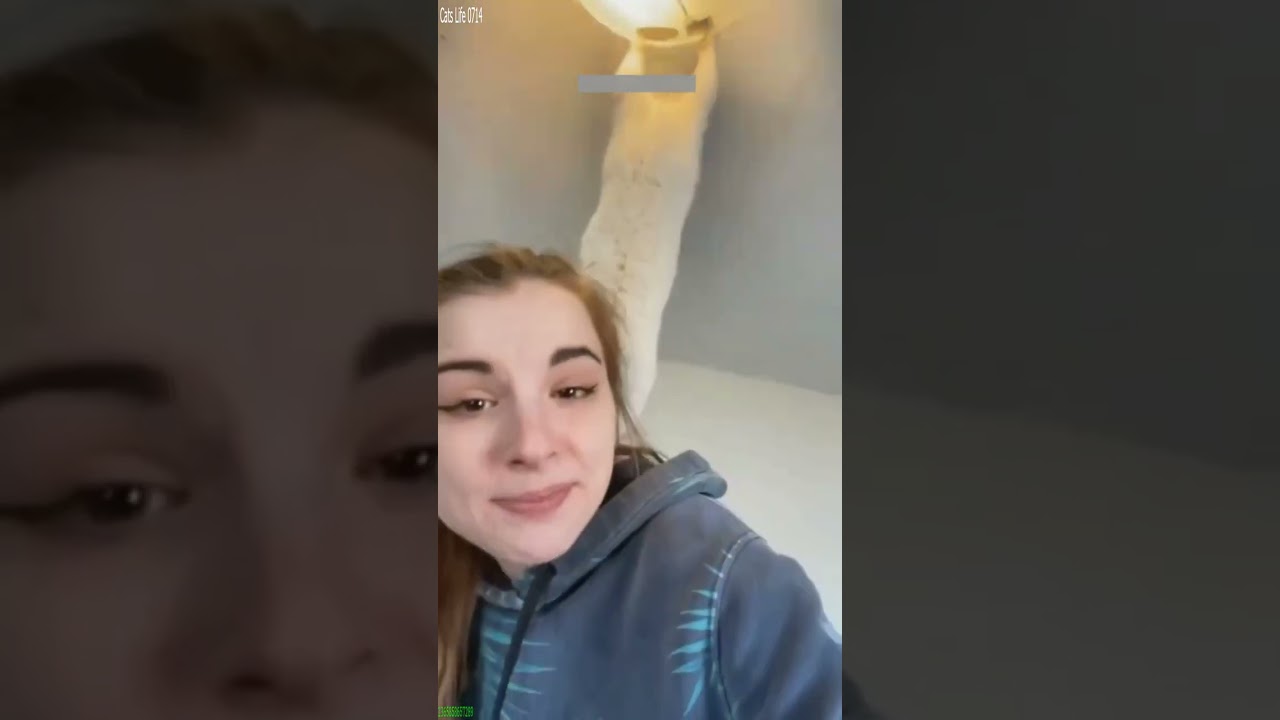 Cat videos 🐱 #trending 🐈‍⬛ # #1648