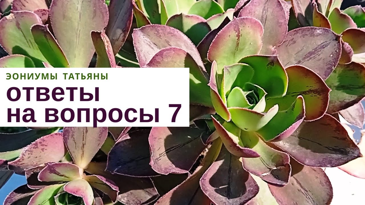 Эониумы Татьяны Ответы на вопросы 7