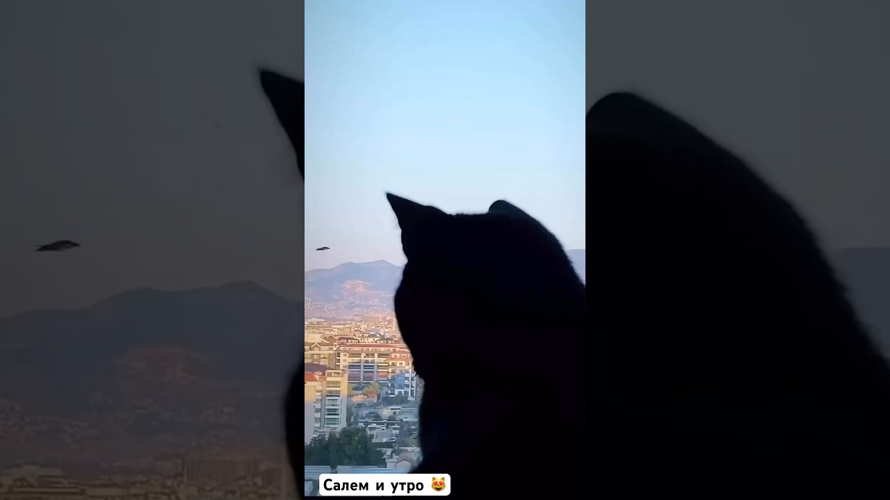 А мы сидим и в ОКНО СМОТРИМ ❤️😻🙏🏻 #blog #cat #goodmorning #cats #video #alanya #котики