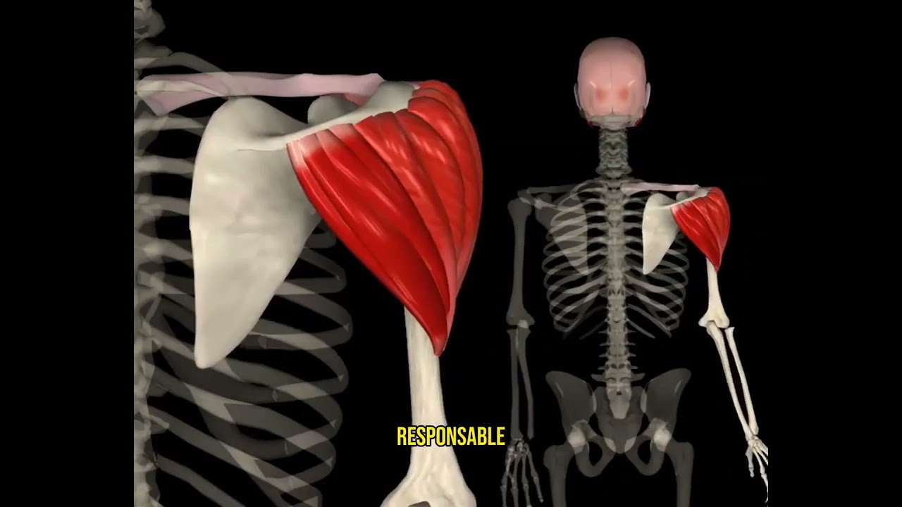 😨Análisis Deltoides - Anatomia - Entrenamiento - Hombro
