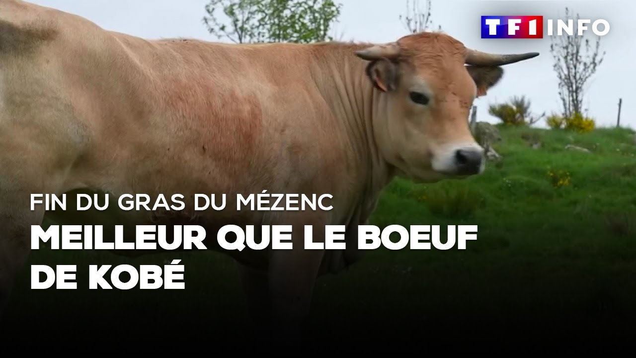 Fin du gras du M&eacute;zenc : meilleur que le boeuf de Kob&eacute;