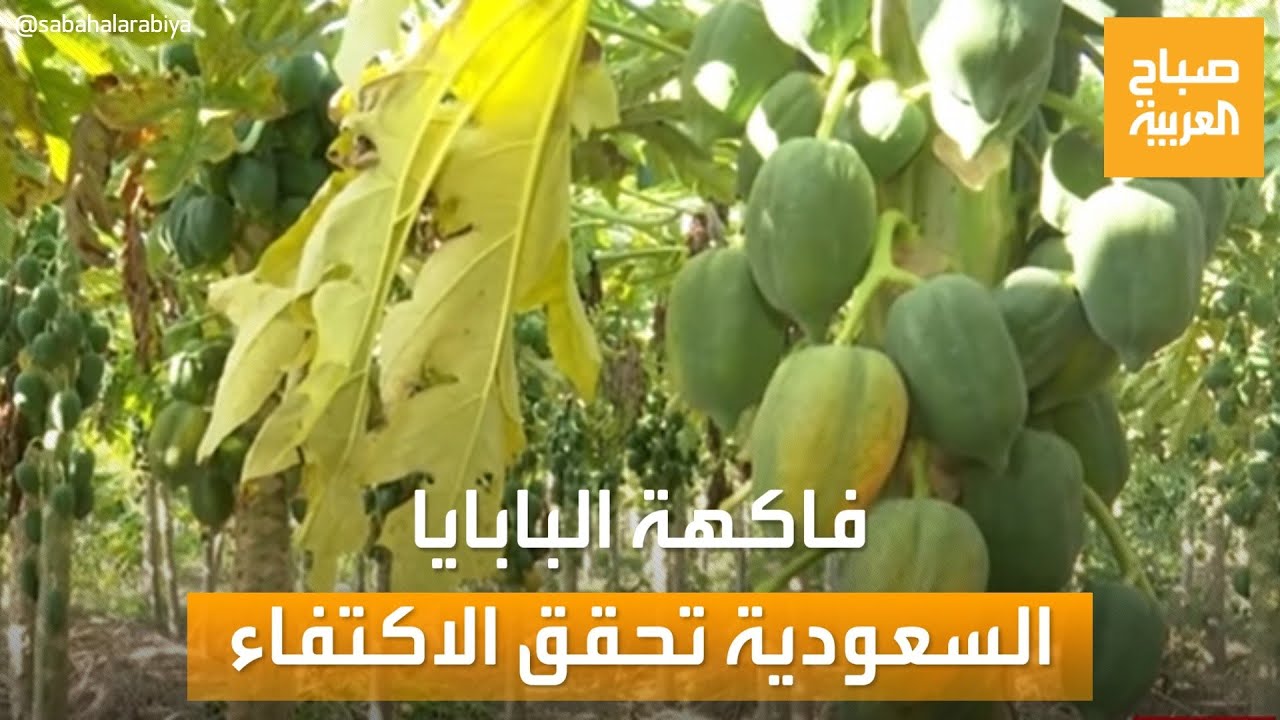 صباح العربية | بنسبة تتجاوز 40%.. السعودية تحقق اكتقاء ذاتي من فاكهة البابايا