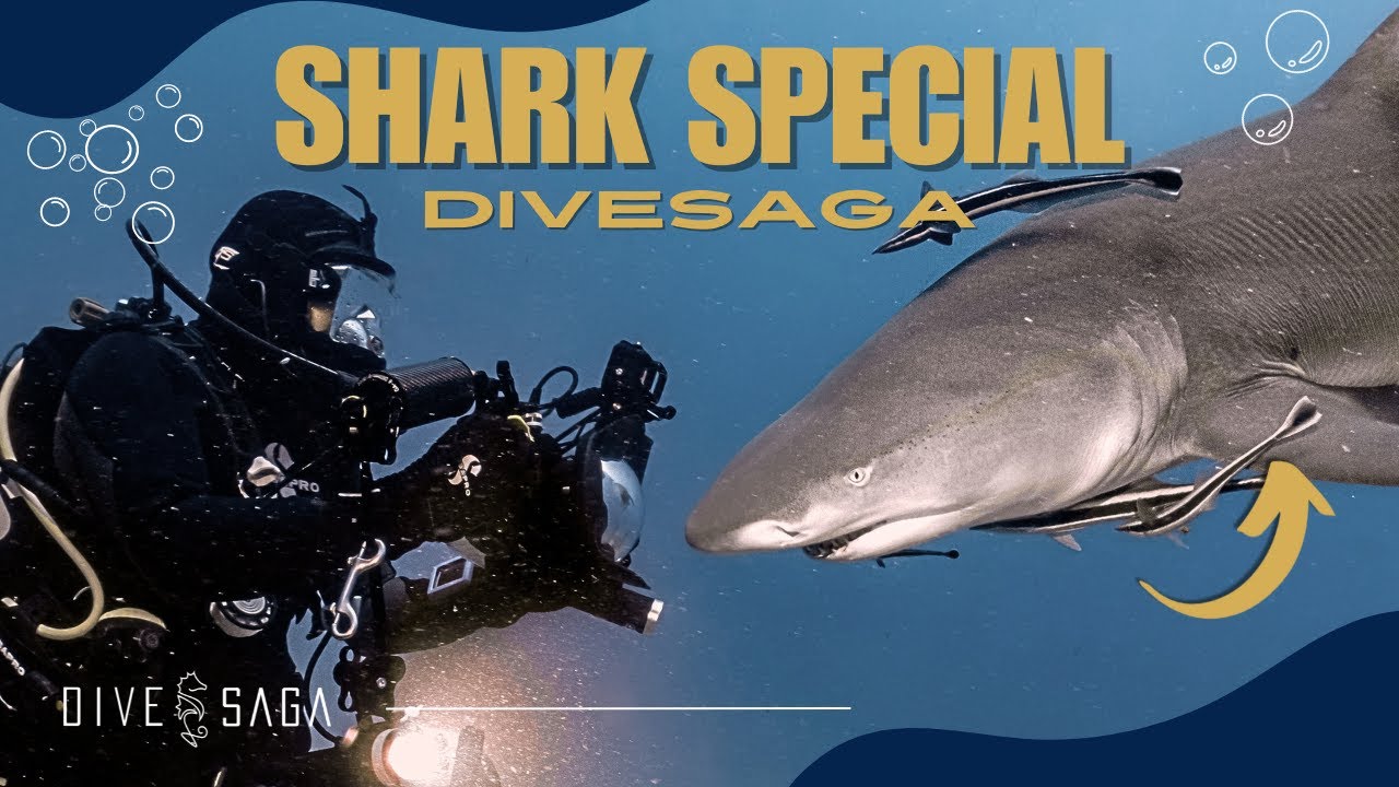 Everything about Diving with SHARKS