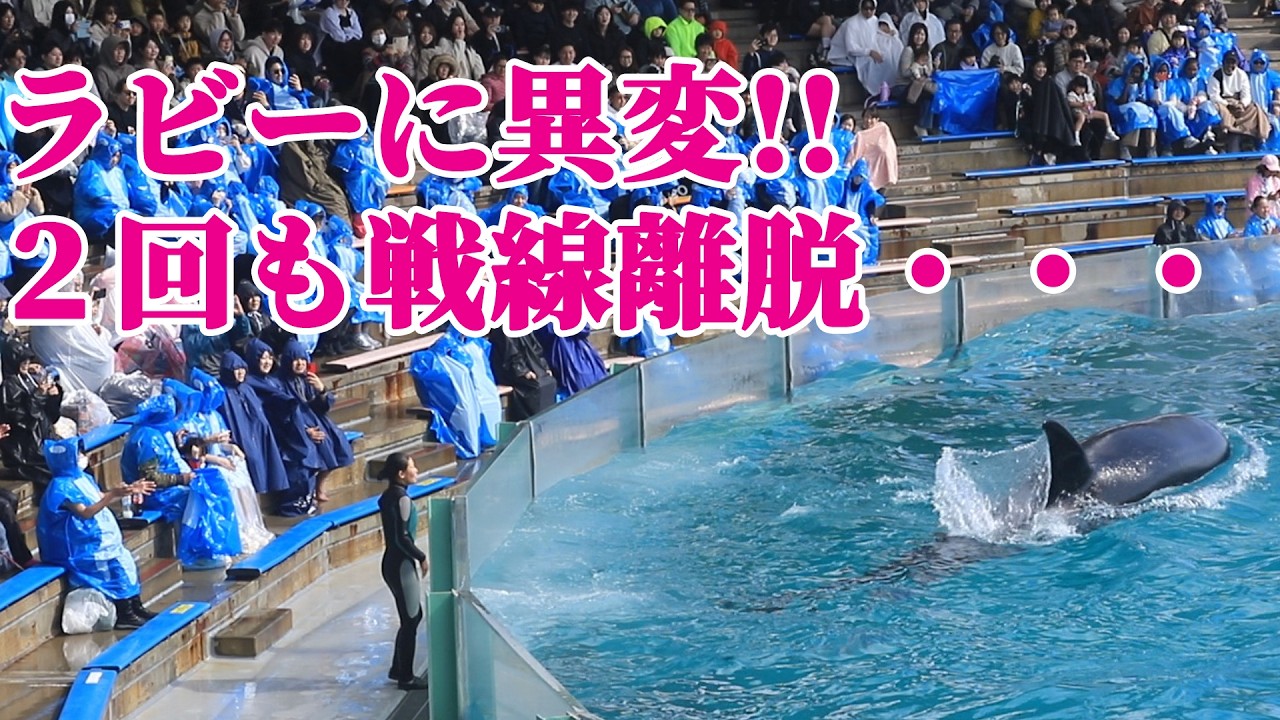 天才シャチ「ラビー」が2回も戦線離脱・・・ 鴨川シーワールド シャチショー KamogawaSeaWorld  orca killerwhale