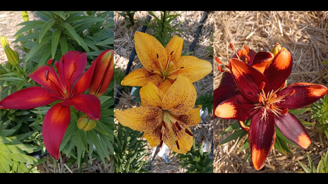Lily Collection S02E14 - Early lilies: Asiatics, LA, TA, candidum, pardalinum and WNA hybrids [4K]