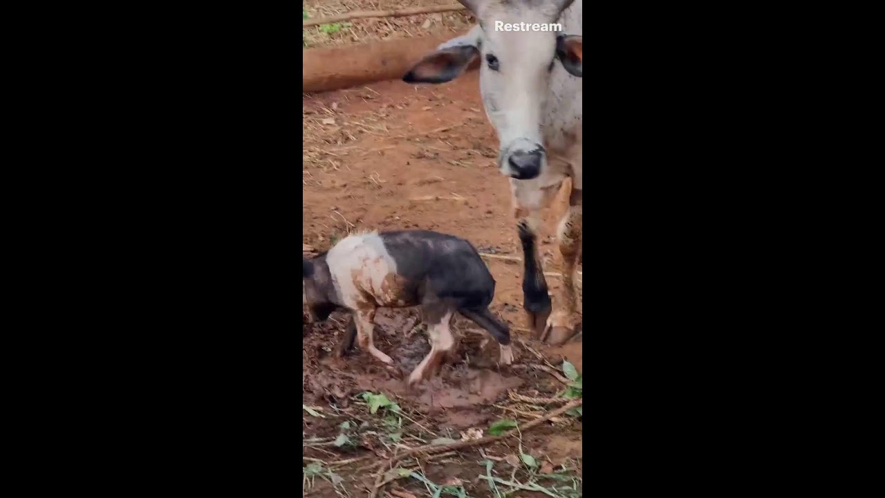 Cow cleaning a pig using a tongue 😝