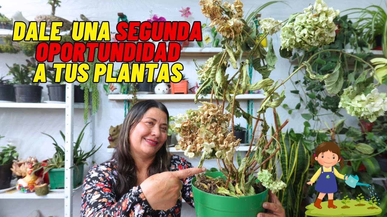No botes tus plantas, las puedes revivir con este truco! #plantas #jardin #flores