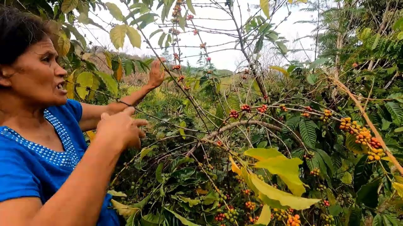 COFFEE FARMING 1 Million ang kita? / Paano Magpalaki, Mag-Harvest at Magkano ang Bintahan?