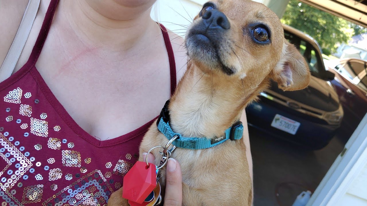 XYO Sentinel Sharing With Jesse Smith - Chihuahua GeoHacker Scrappy-Doo With His Red Setinel
