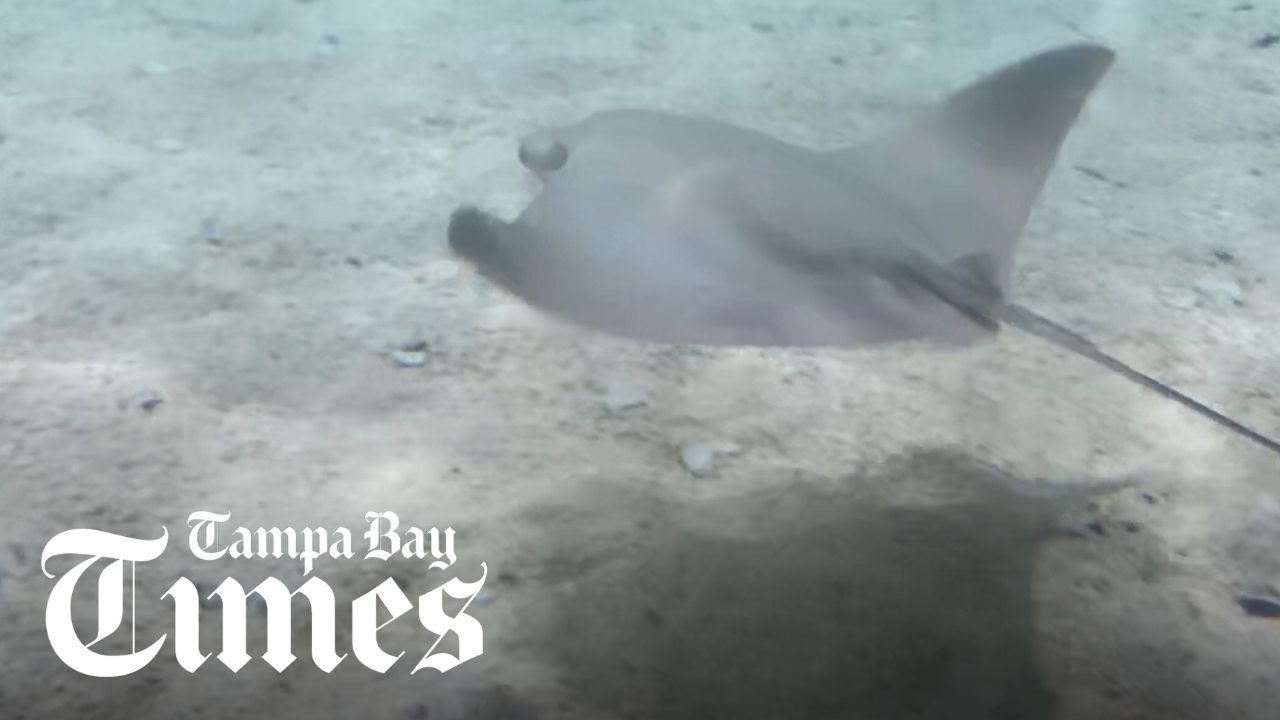 Stingray pup born at Florida Aquarium
