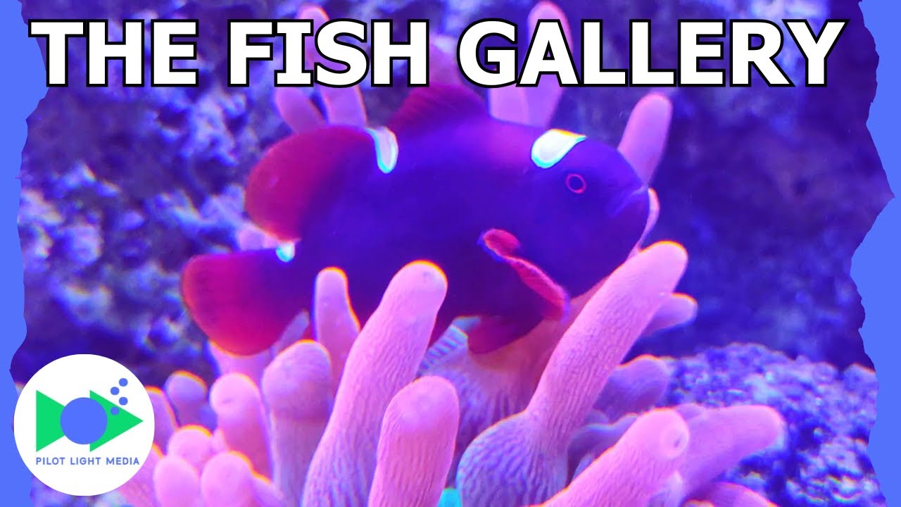 THE FISH GALLERY - Full Tour of An Amazing Fish Store