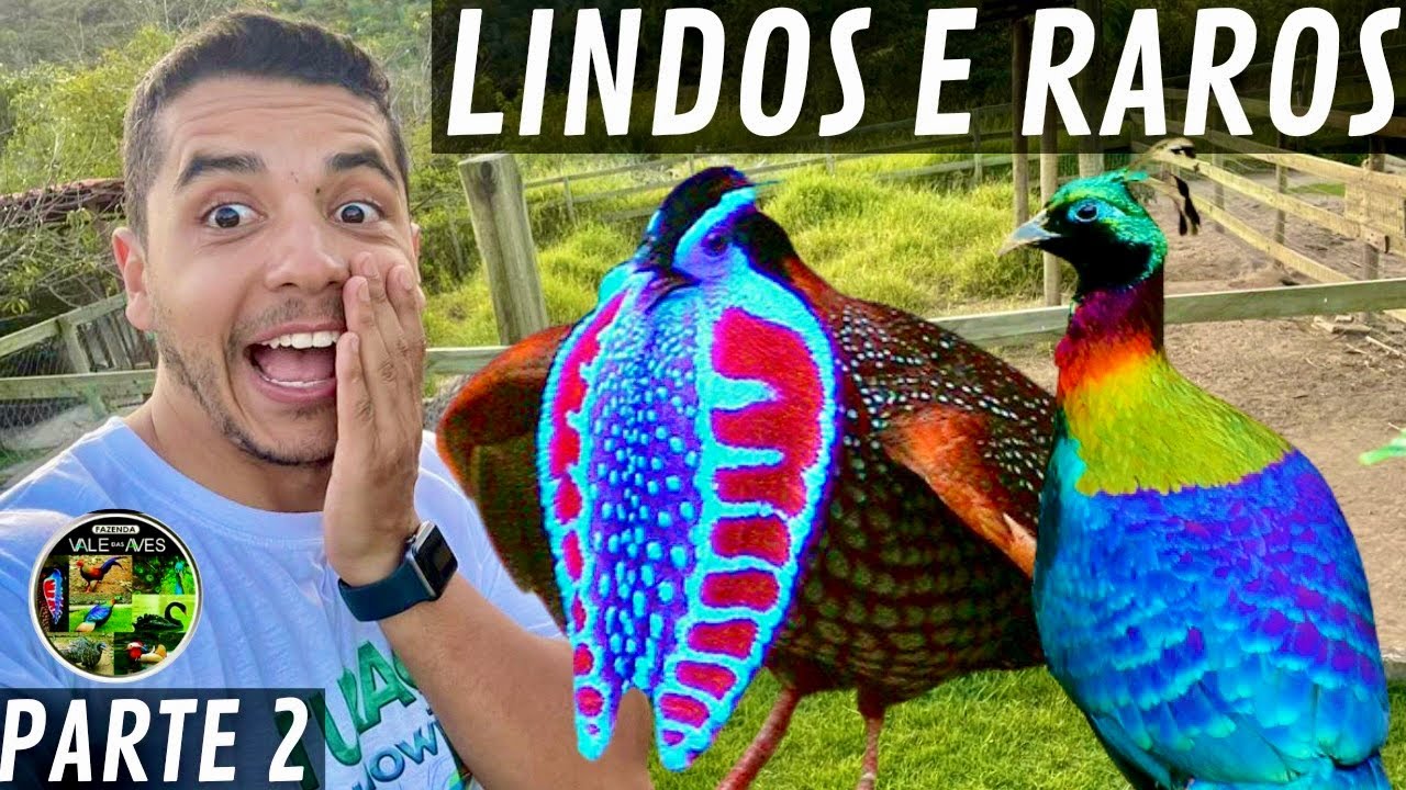Faisões e pavões raros | Criação de agrou coroado | Aves Recriar