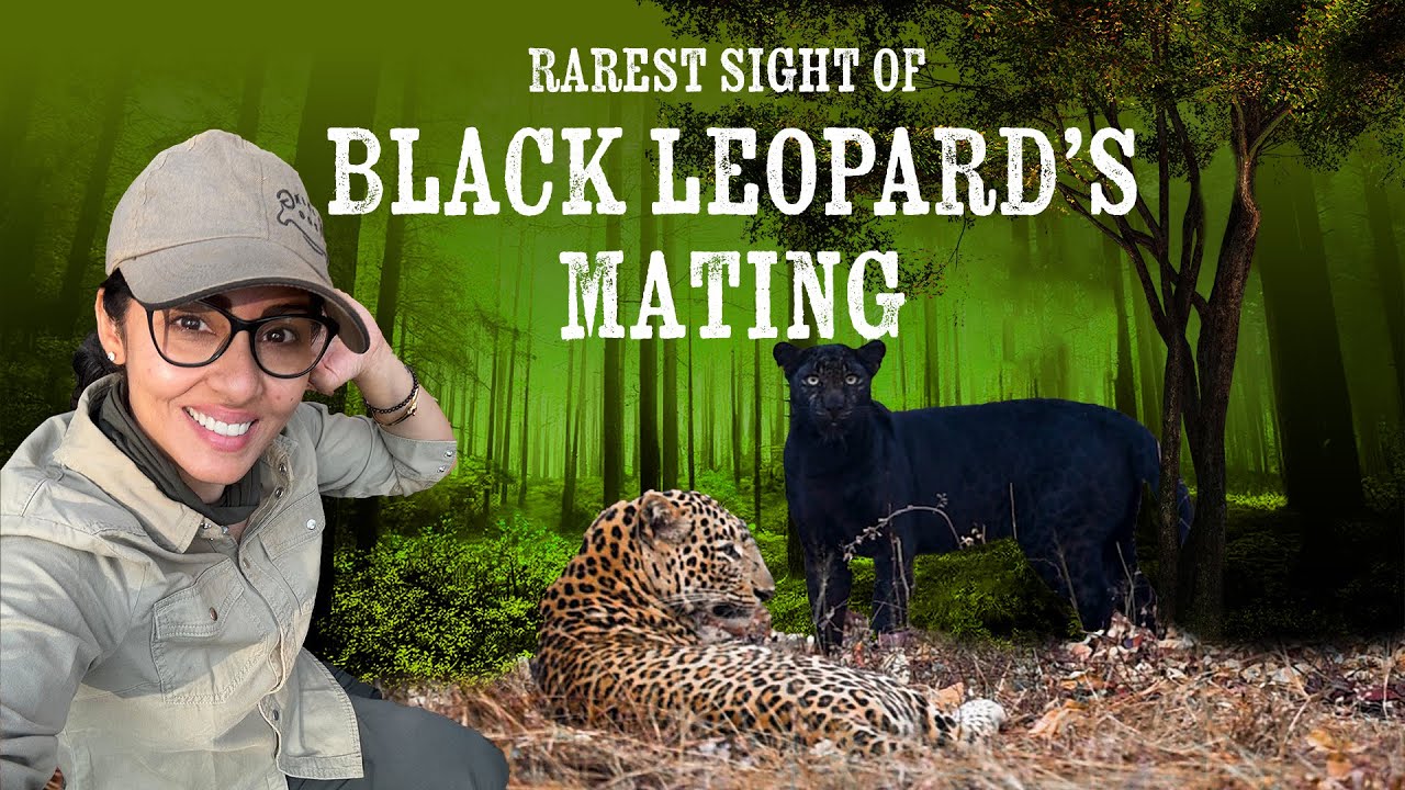 Rarest of the Rare Sight | Black Leopard's Mating |
