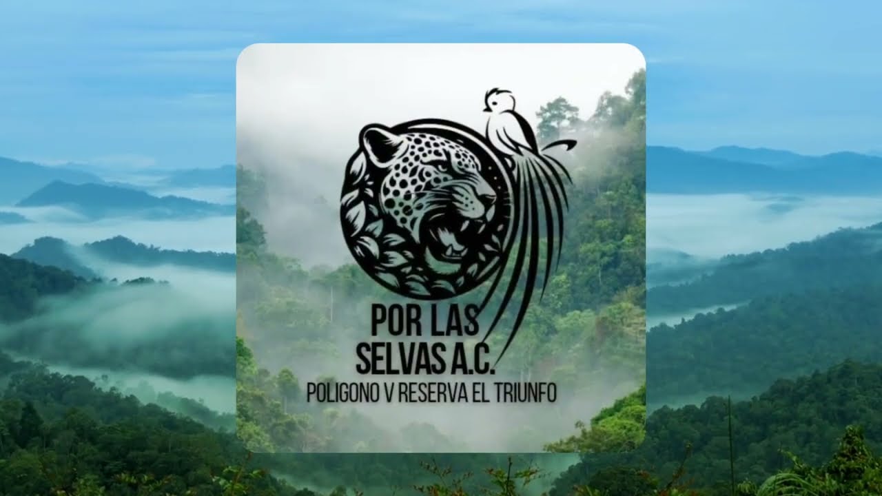 Por las Selvas A.C. presenta: El Reino del Bosque Mes&oacute;filo 🌫️🌿🌳🐆🐦