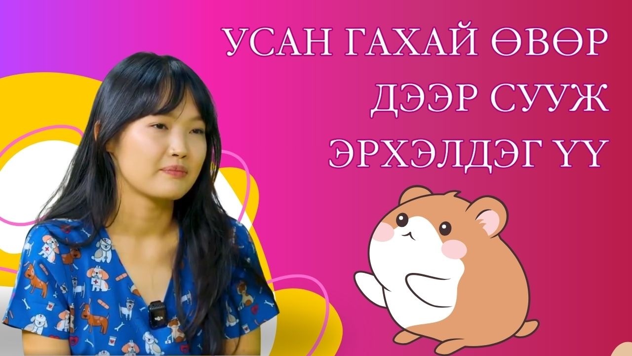 усан гахай өвөр дээр сууж эрхэлдэг үү
