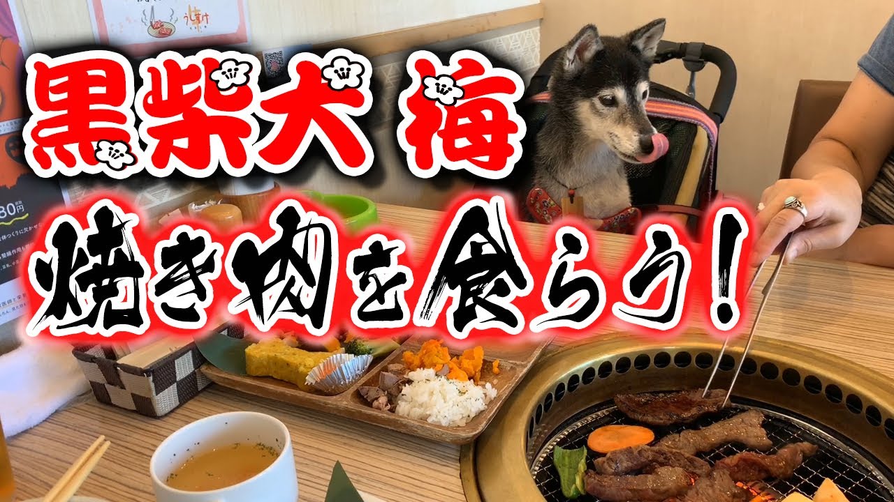 黒柴犬 梅と わんこOKのお店【うしすけ】お台場店で焼き肉ランチ