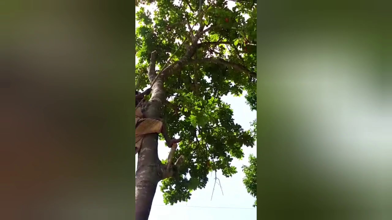 🔴Kayan/news climbing ackee tree 🏕🏞🔴