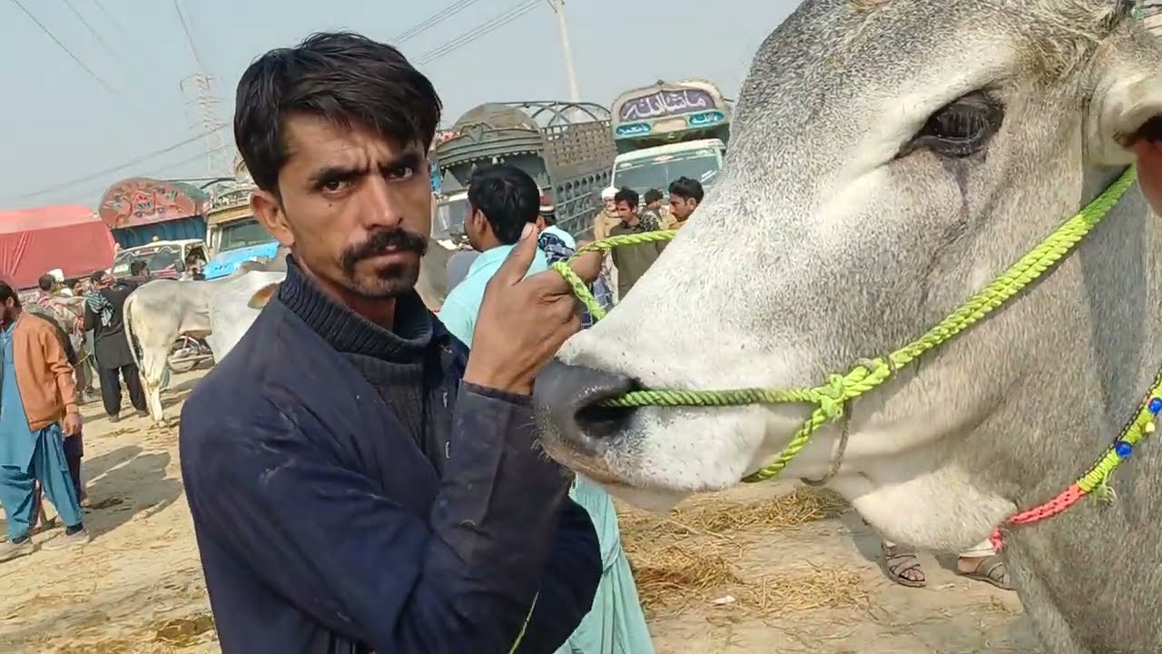 دجل ساہیوال اور مکس بریڈ کے وچھڑے 