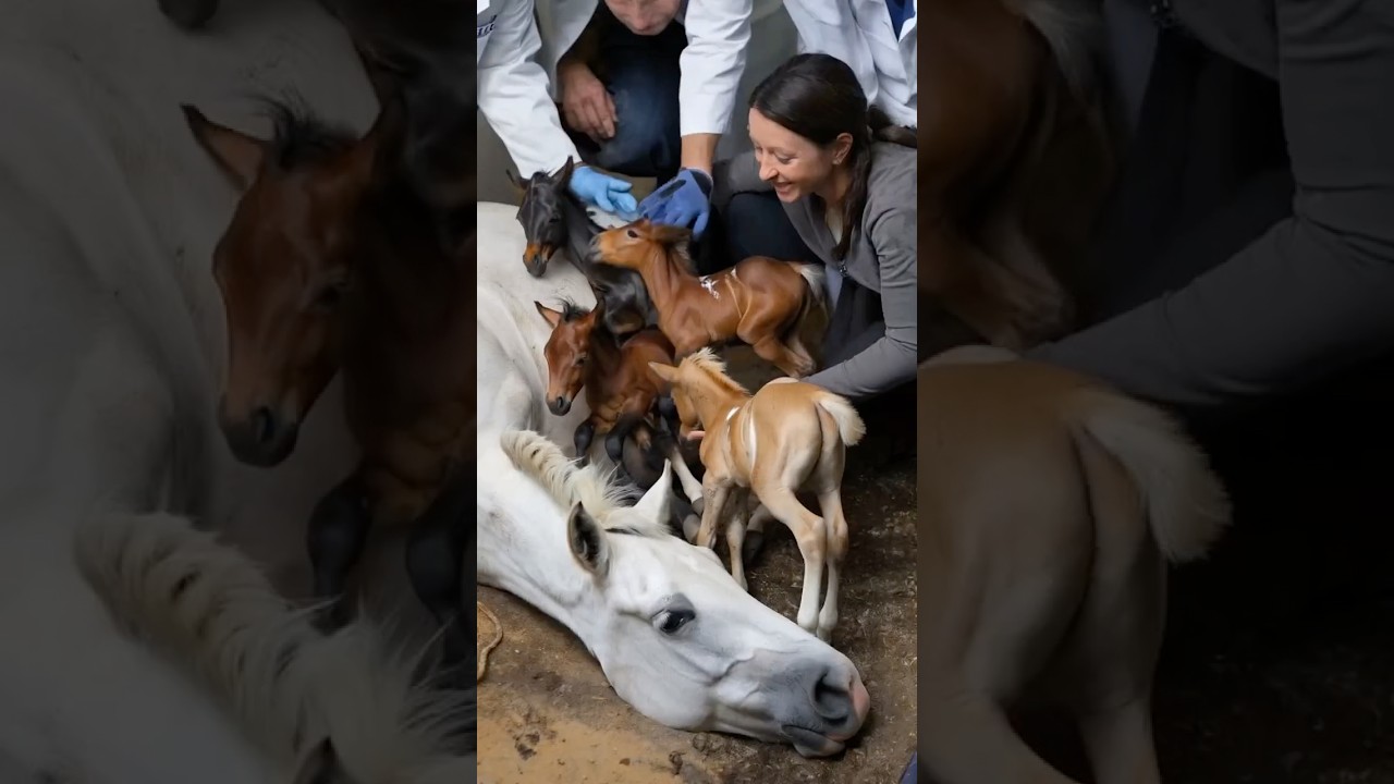Mama Horse Gives Birth to 4 Foals &ndash; A Heartwarming and Emotional Journey