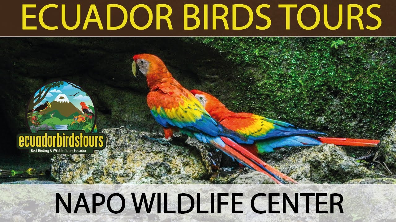 Napo Wildlife Center Ecuador, Yasuni Park, Scarlet Macaws, Parrot Clay Licks by Ecuador birds tours