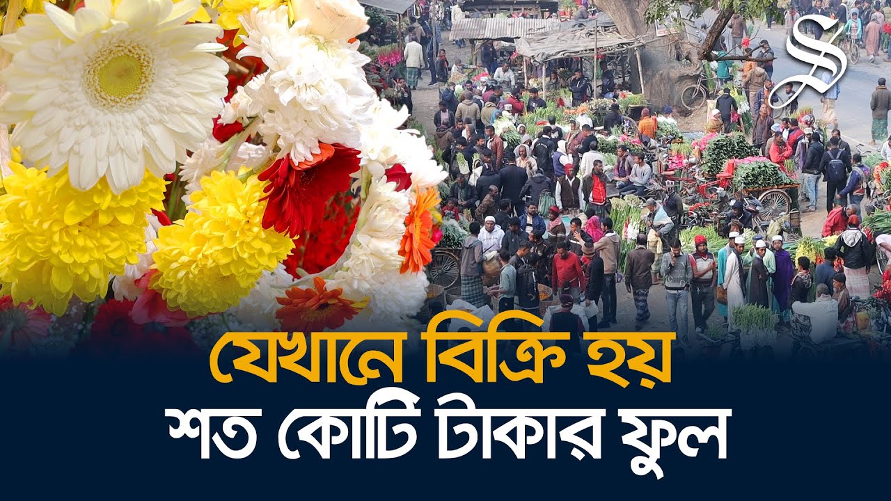 যশোরের ঝিকরগাছাকে কেন ফুলের রাজধানী বলা হয়?